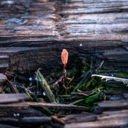 Life Finds a Way Hi Res   A3